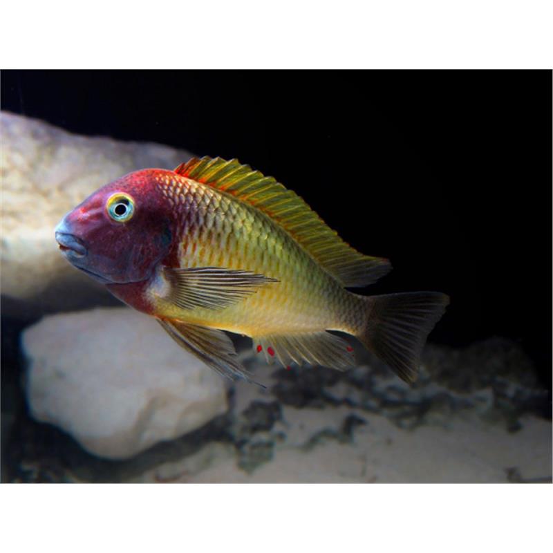 Tropheus moorii nkonde - imagine 4